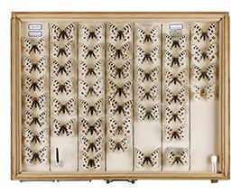 Parnassius apollo, Collecté dans les Alpes suisses. Acquit entre 1870 et 1950, Musée Zoologique