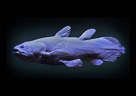 Collecté par Soilihi Foumou le 13 juillet 1967 à Salimani Hambou, Grande Comores. Musée Zoologique