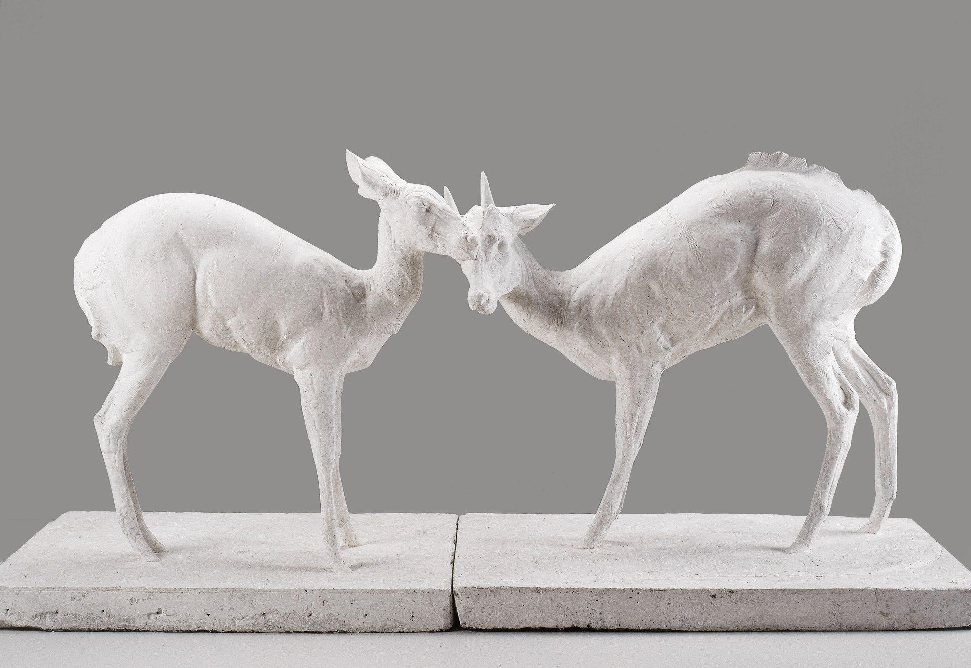 L'état sauvage. L'animal dans les collections du MAMCS et du Musée Zoologique